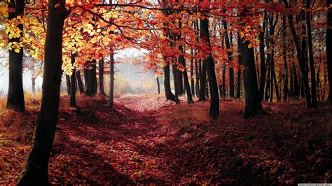 4k Wallpaper Autumn Red Landscape Trees Forest Landscape Nature