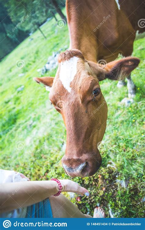 Feeding A Cow On An Idyllic Meadow In The European Alps Austria Stock