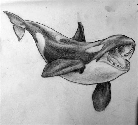 Https://tommynaija.com/draw/how To Draw A 3d Killer Whale