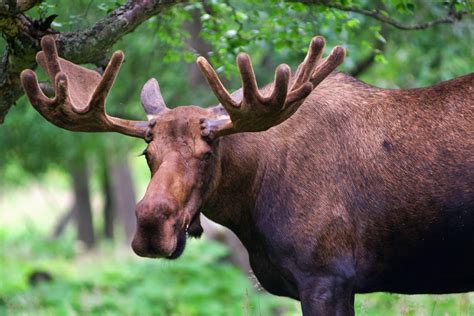 Bull Moose With Scars On His Face From Past Battles