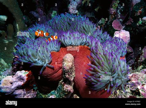 Blackfinned Clownfish Amphiprion Percula Pair Safe Among Stinging