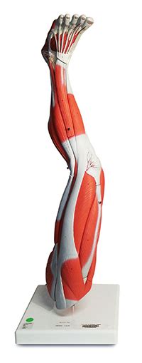 The interosseous muscles of the foot are muscles found near the metatarsal bones that help to control the toes. Muscular Leg | College of DuPage Library