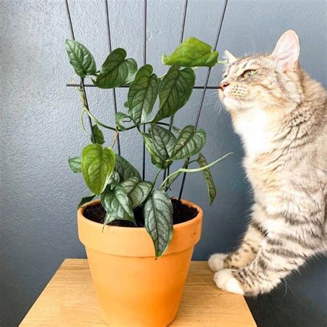The 5 Best Indoor Plants For Cats Indoor Plant Addicts