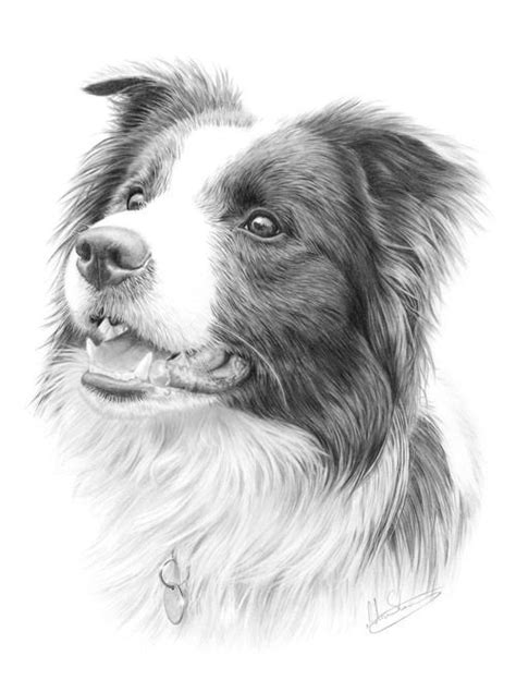 Dog Prints — Nolon Stacey Dog Paintings Border Collie Art Animal
