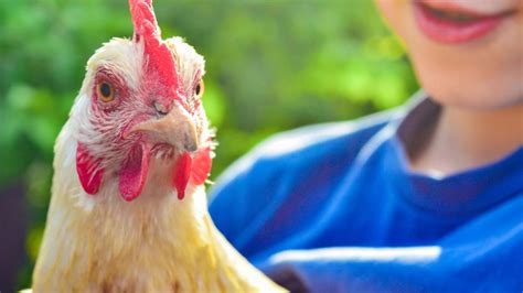 Cdc Warning Stop Kissing Snuggling Chickens Due To Salmonella