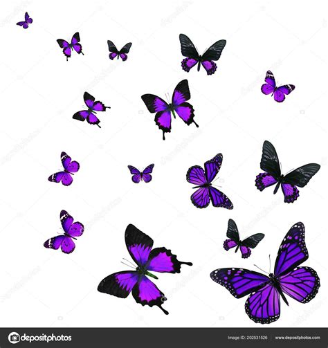 Fotos De Hermosa Mariposa Púrpura Volando Aislada Sobre Fondo Blanco