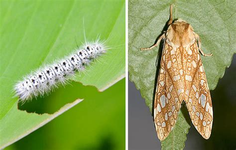 This Fuzzy White Haired Caterpillar Is As Dangerous As It Is Pretty