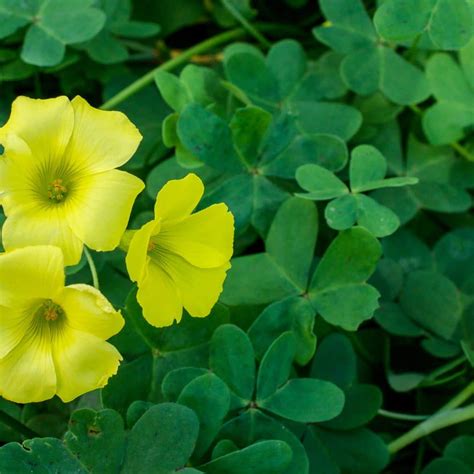 Pros And Cons Of Oxalis Cardinal Lawns