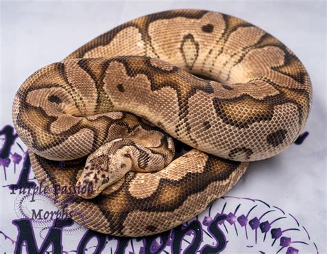 Hi Intensity Orange Dream Pastel Clown Ball Python By Purplepassion