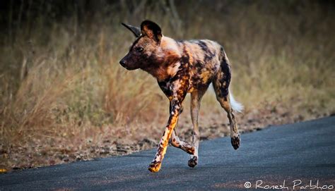 African Wild Dog Sanbi