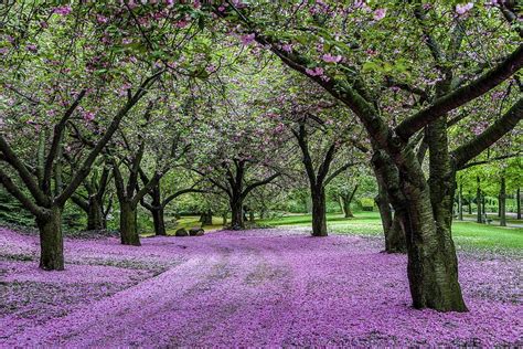 The 15 Best Botanical Gardens In New York Proflowers Blog