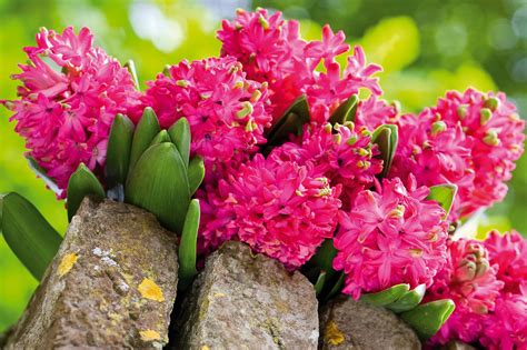 Deer Resistant Bulbs And Perennials Florissa Flowers Roses And More