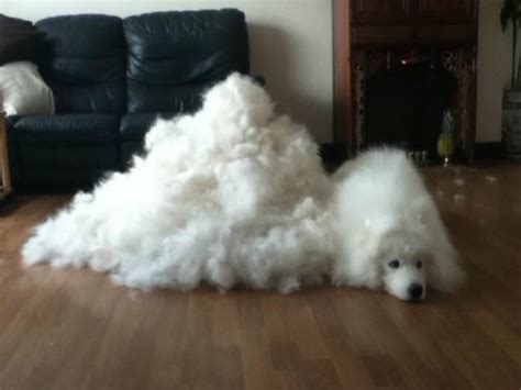 Has anyone else experienced this baby hair shedding? 6 Ways To Stop Living Your Life Covered In Effing Dog Hair ...