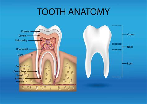 Parts Of A Tooth Anatomy