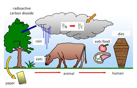 How carbon 14 is produced and decays. Carbon dating | scientific technology | bodrumeskort.info ...
