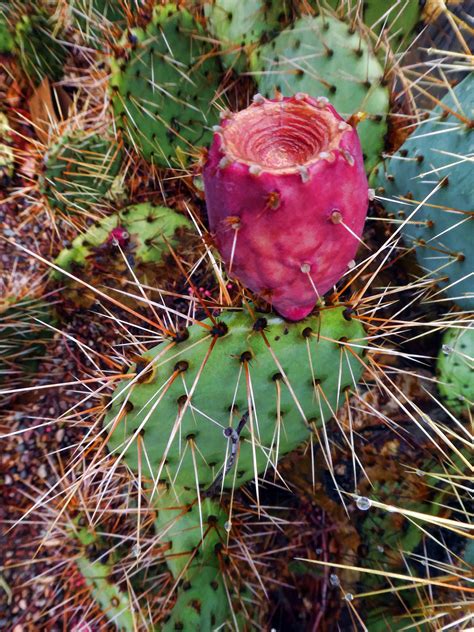 Prickly Pear Cactus Free Stock Photo Public Domain Pictures