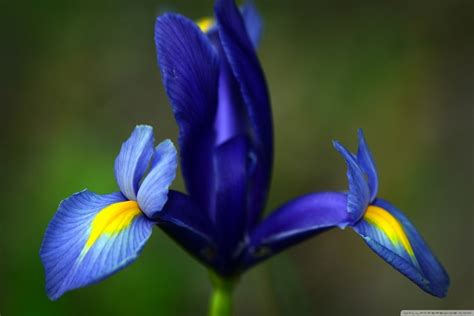 Iris The National Flower Of France National Flowers By Country