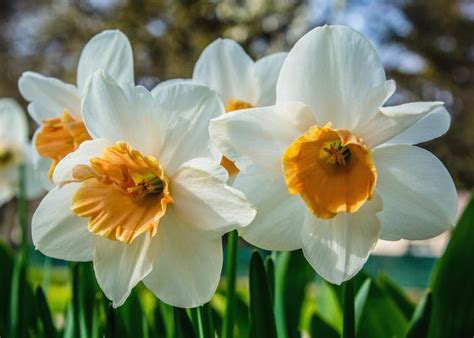 Daffodils How To Plant Grow And Care For Daffodil Flowers The Old