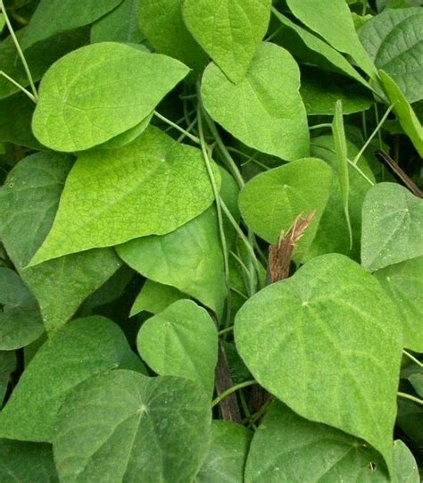 Kendala yang mungkin dihadapi untuk memulai usaha es cincau salah satunya adalah bagaimana mengolah daun cincau hijau menjadi. Khasiat Daun Cincau Untuk Kesehatan | Informasi Sejarah ...