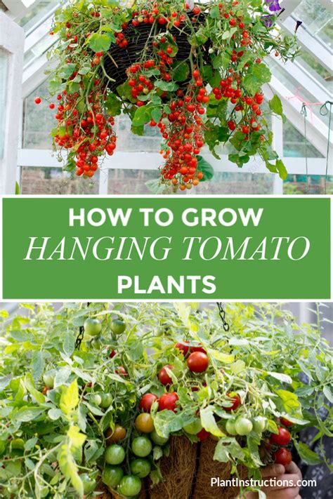 How To Grow Hanging Tomato Plants Plant Instructions