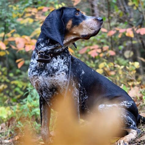 15 Interesting Facts About Coonhounds Page 2 Of 5 The Dogman