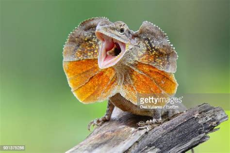 Frilled Lizard Bildbanksfoton Och Bilder Getty Images