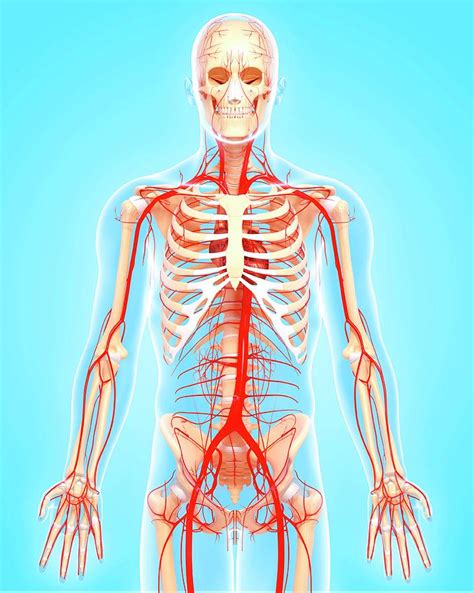 Human Arteries Photograph By Pixologicstudioscience Photo Library Pixels