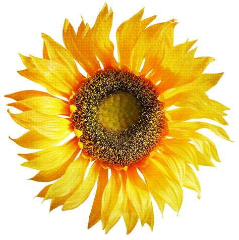 Sunflower Png Image Sunflower Png Sunflower Clipart Sunflower