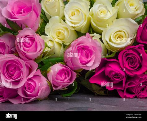 Different Color Roses High Resolution Stock Photography And Images Alamy