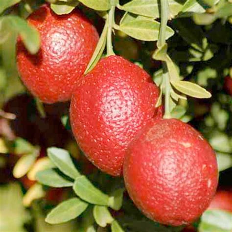 Dolomite lime works like an antacid, buffering the soil and raising its ph level while also providing although some fruits, such as blueberries, prefer acidic soils, most fruit trees prefer neutral soil. 17 Best images about citrus trees on Pinterest | To grow ...