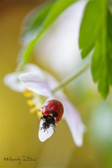 Spring Lady Ladybug Animal Photography Ladybird