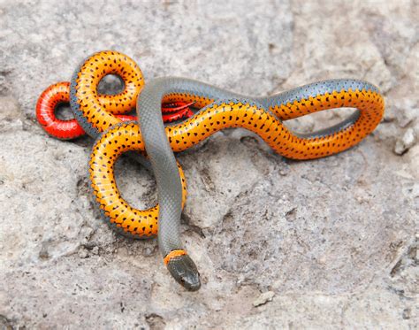 Snake Profile Ringneck Snake 9 Riveting Photos