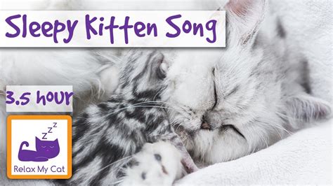 Sleepy Kitten Song Calm Down Your Hyper Kitten With Relaxing Sleep