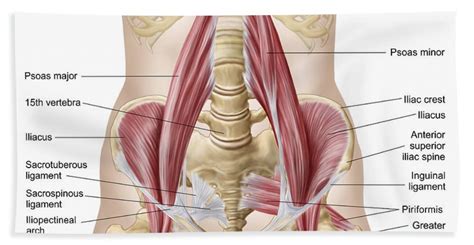 Frontolateral view of the right side of the pelvis. Inguinal Ligament Bath Towels | Fine Art America