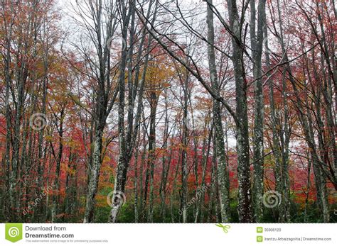 Beech Trees In The Forest Rainy Autumn Day Stock Photo