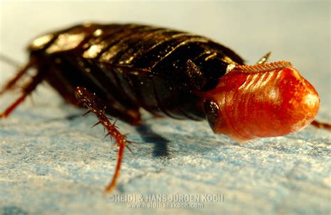 Oriental Cockroach Blatta Orientalis Female Carrying An Egg Capsule Ootheca Filled With