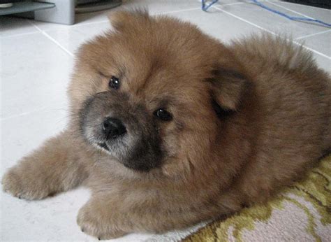 Chow Chow Husky Mix Chow Chow Mix With Husky Mixed Breed Puppies