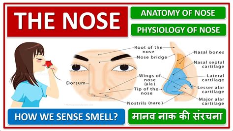 The Nose Anatomy And Physiology Of Nose How We Sense Smell मानव नाक
