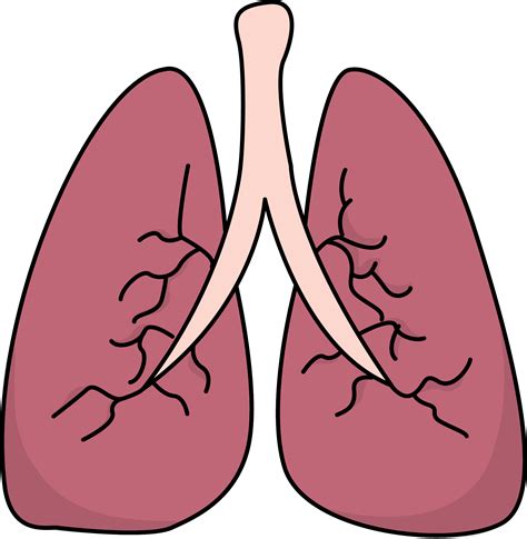 Free Lungs Outline Cliparts Download Free Lungs Outline Cliparts Png