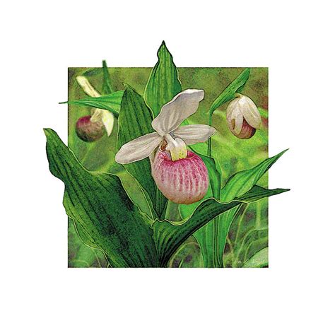 Pink Lady Slipper Painting By Jq Licensing Fine Art America