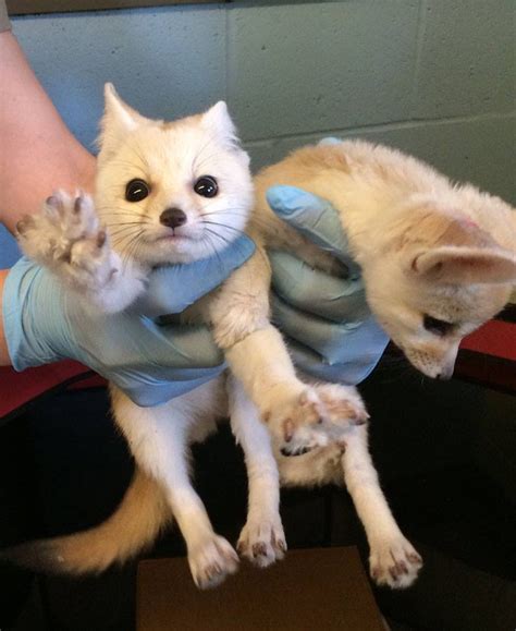 Their smaller size and lack of offensive. Fennec Fox Animals For Sale | Providence, UT #258940