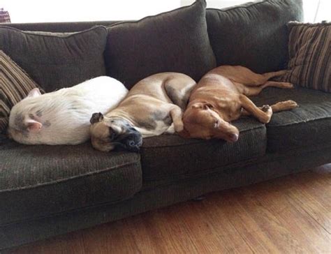 Maybe you would like to learn more about one of these? This pet pig is bed friends with two dogs | Nature | News ...