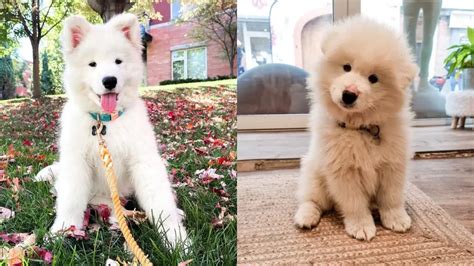 Samoyed Lab Mix Puppies