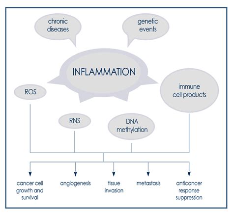 Chronic Inflammation And Cancers