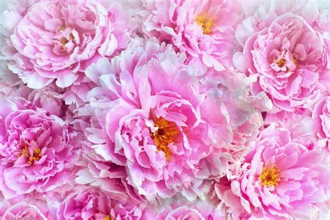 Maybe you would like to learn more about one of these? Your ultimate guide to peonies flowers - Petal Republic
