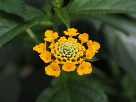 Check spelling or type a new query. 47 Plants that Attract Bees, Butterflies and Hummingbirds