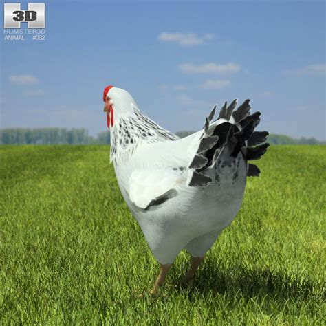 Chicken Hen Low Poly 3d Model Animals On Hum3d