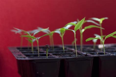 How big do green pepper plants need to be? Growing Chilli Peppers Guide - The Chilli King