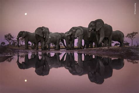 Elephants Photography