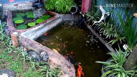 Kali ini review tech akan membahas topik mengenai kehidupan. Kolam koi dan taman di pagi hari - YouTube